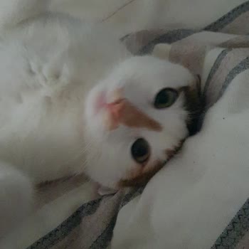 Bellona Koltuk Takımında Erken Yıpranma Sorunu