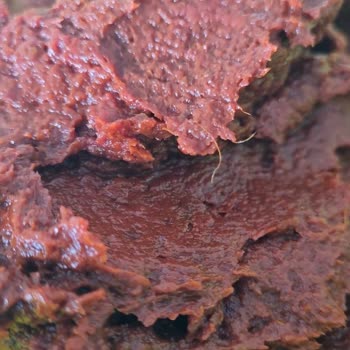 Öncü Marka Biber Salçasında Sağlık Tehdidi: Kum Ve Kıl Sorunu