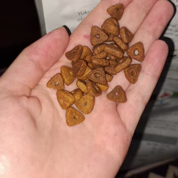 Pet Cenneti Felicia Mama: Kedilerimde Sağlık Sorunlarına Yol Açtı