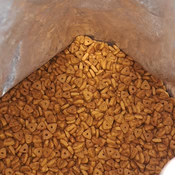 Pet Cenneti Felicia Mama: Kedilerimde Sağlık Sorunlarına Yol Açtı