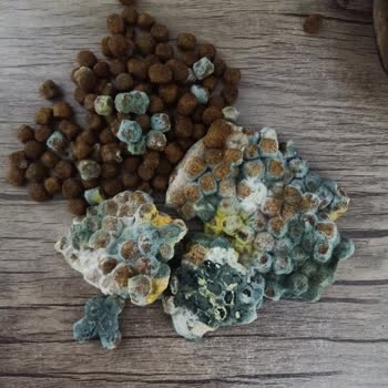 Küflü Kedi Maması: Sağlık Riski Ve Hayal Kırıklığı