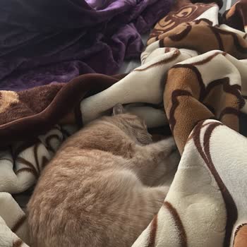 Barınak Veterinerlerinin Sorumluluğu Ve Üslup Sorunu