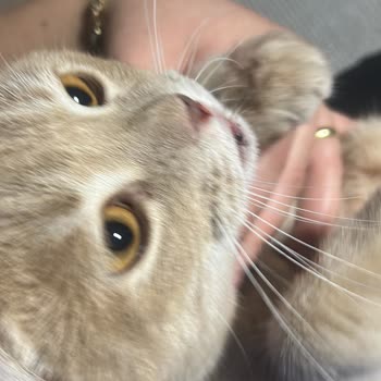 Barınak Veterinerlerinin Sorumluluğu Ve Üslup Sorunu