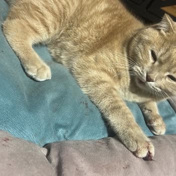 Barınak Veterinerlerinin Sorumluluğu Ve Üslup Sorunu