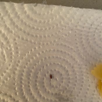 Makarnadan Böcek Çıkması Üzerine Sağlık Endişeleri