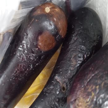 Bosch Buzdolabı Yiyecekleri Bozuyor Ve Çözüm Yok