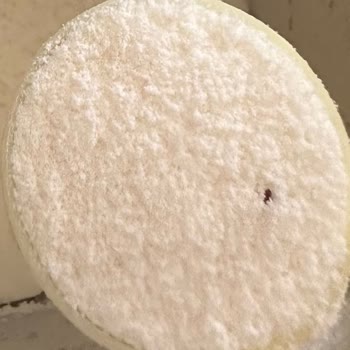 Bebek Mamasında Böcek Şoku: Güvenilir Markalar Nasıl Denetleniyor?