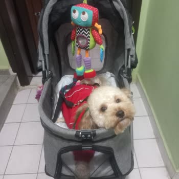 Köpeğimle Marketten Atıldım!