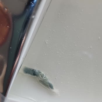 Zincir Marketten Aldığım Ekici Peynirde Gizemli Yeşil Cisim Şoku