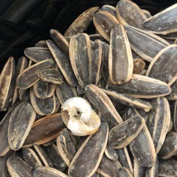 Çekirdek Paketinden Çıkan Salyangoz: Gıda Güvenliği Ve Müşteri Güveni Tehlikede