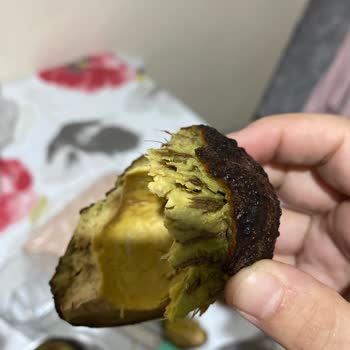 Bozuk Avokado: Son Kullanma Tarihi Geçmiş Ürün Şoku