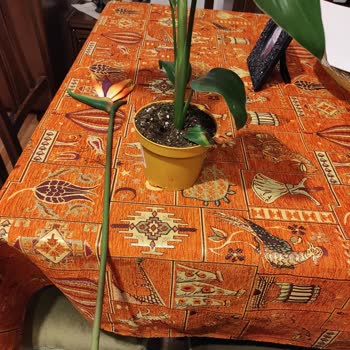 Sahte Çiçek Satışı: Paramı Helal Etmiyorum