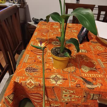 Sahte Çiçek Satışı: Paramı Helal Etmiyorum