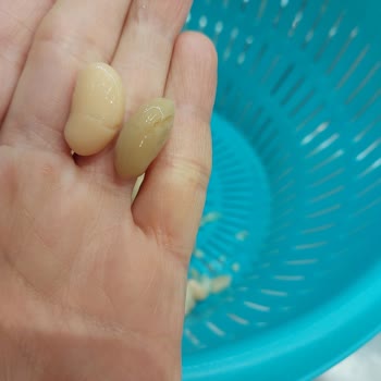 Kalitesiz Kuru Fasulye Deneyimi