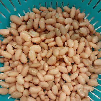 Kalitesiz Kuru Fasulye Deneyimi