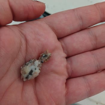 Namet Dana Dönerdeki Şüpheli Maddeler Ve Aşırı Yağ