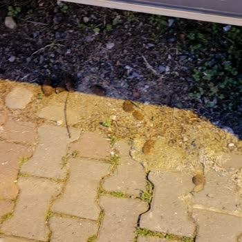 Beşiktaş Belediyesi'nin Temizlik Sorunları