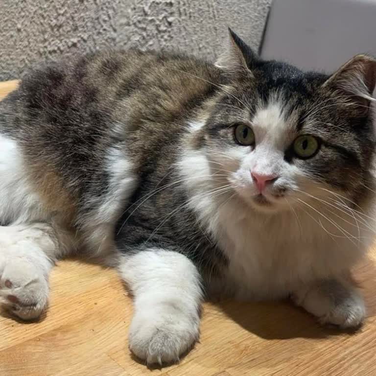 Burger King Yayla Şubesi'nde Kayıp Kediler Gizemi