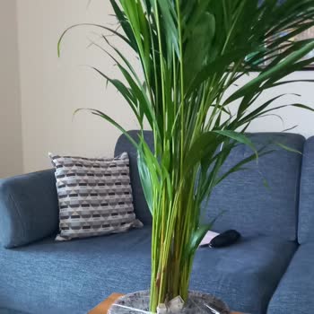 Yanlış Ürün Teslimatı Ve İade Talebi