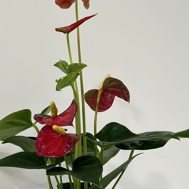 Hayal Kırıklığı Yaratan Çiçek Teslimatı