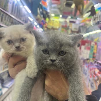 Hastalıklı Kedi Ve Güven Sorunu