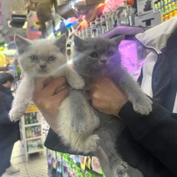 Hastalıklı Kedi Ve Güven Sorunu