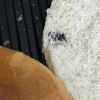 UNO Hamburger Ekmeğinde Şok Edici Sinek Sorunu