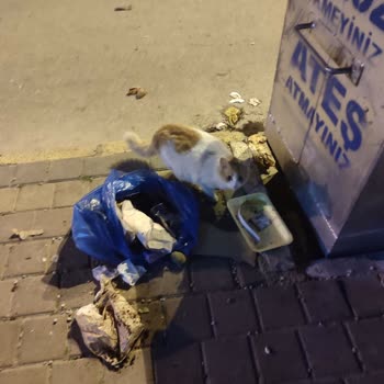 Market Girişinde Hayvan Sorunu Ve İlgisizlik