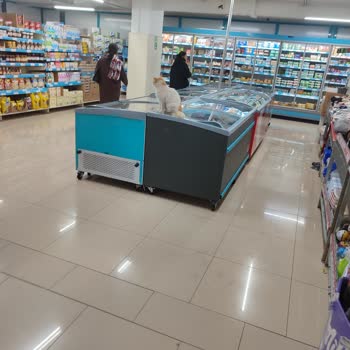 Market Girişinde Hayvan Sorunu Ve İlgisizlik