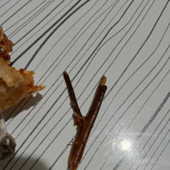 Dönerde Odun Parçası Şoku