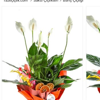 Yanlış Çiçek Gönderimi Ve Tekrarlayan Hatalar