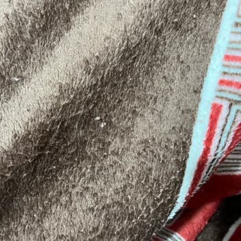 Madame Coco Battaniye Tüy Dökme Sorunu