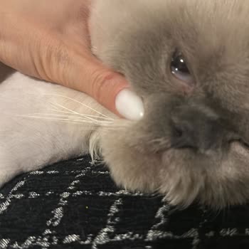 Pet Kuaför Sezer Balcı Sorumsuzluğu Ve Barbie'nin Çektiği Acı