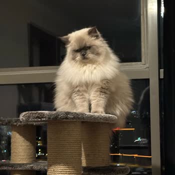 Pet Kuaför Sezer Balcı Sorumsuzluğu Ve Barbie'nin Çektiği Acı