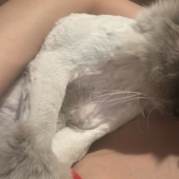 Pet Kuaför Sezer Balcı Sorumsuzluğu Ve Barbie'nin Çektiği Acı