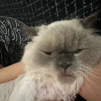 Pet Kuaför Sezer Balcı Sorumsuzluğu Ve Barbie'nin Çektiği Acı