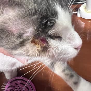 Felicia Mama Kullanımı Sonrası Kedilerde Sağlık Problemleri