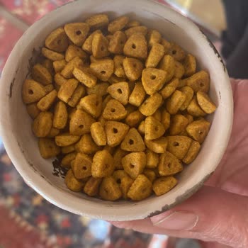 Felicia Mama Kullanımı Sonrası Kedilerde Sağlık Problemleri