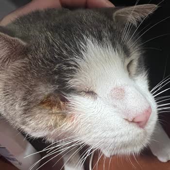 Felicia Mama Kullanımı Sonrası Kedilerde Sağlık Problemleri