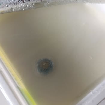 Getir Siparişimde Küflü Peynir Sorunu