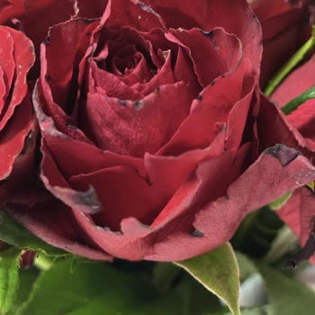 Özel Günlerde Hayal Kırıklığı: Solmuş Güller