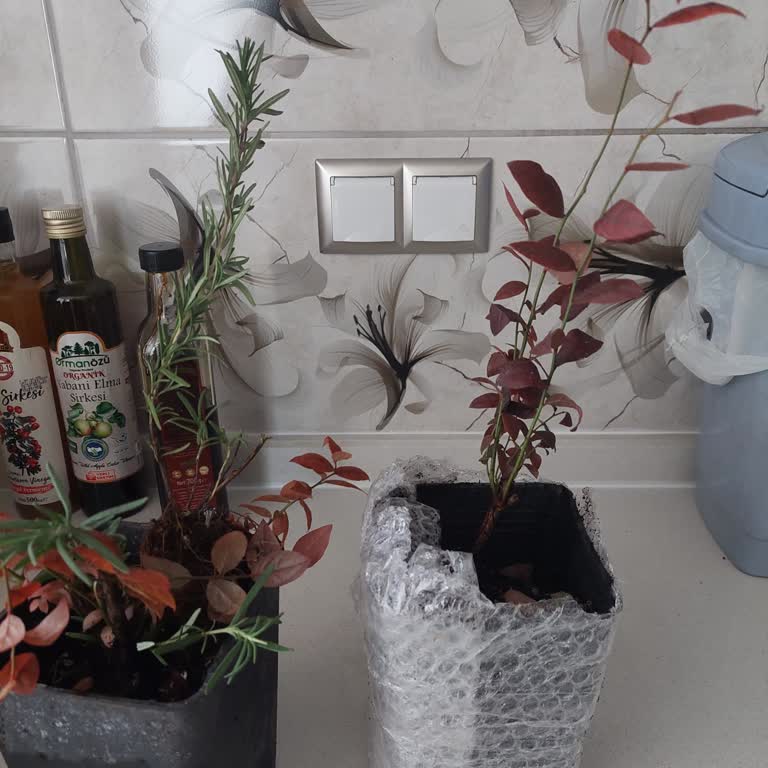 Yanıltıcı Reklam: Beklenen Yaban Mersini Fidanları Hayal Kırıklığı