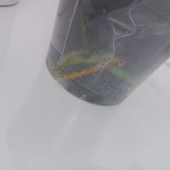 Kuru Orkide Ve Yetersiz Müşteri Hizmeti