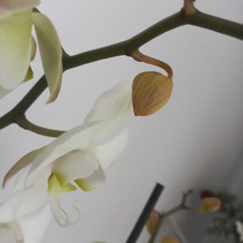 Kuru Orkide Ve Yetersiz Müşteri Hizmeti