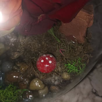 Çiçek Sepeti Hayal Kırıklığı Yaratan Teraryum Deneyimi