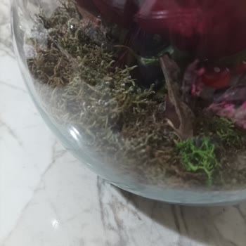 Çiçek Sepeti Hayal Kırıklığı Yaratan Teraryum Deneyimi