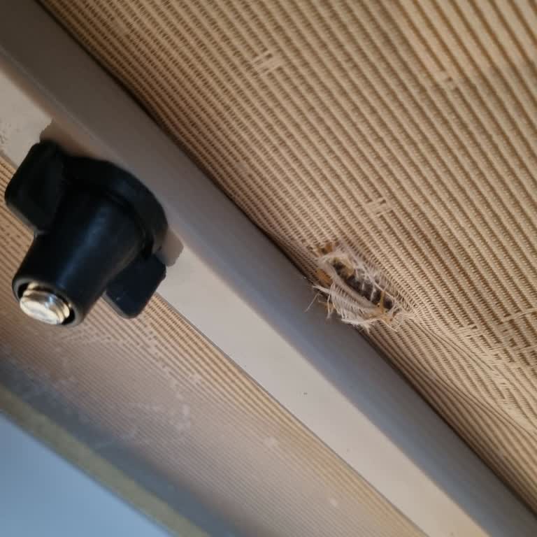 Bellona'da Eski Kalite Mazide Kaldı: Ürünler Geç Ve Hatalı Geldi