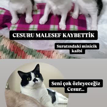 Yanlış Tedavi Ve Saygısız Davranışlar