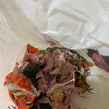 Kötü Kokulu Tavuk Deneyimi