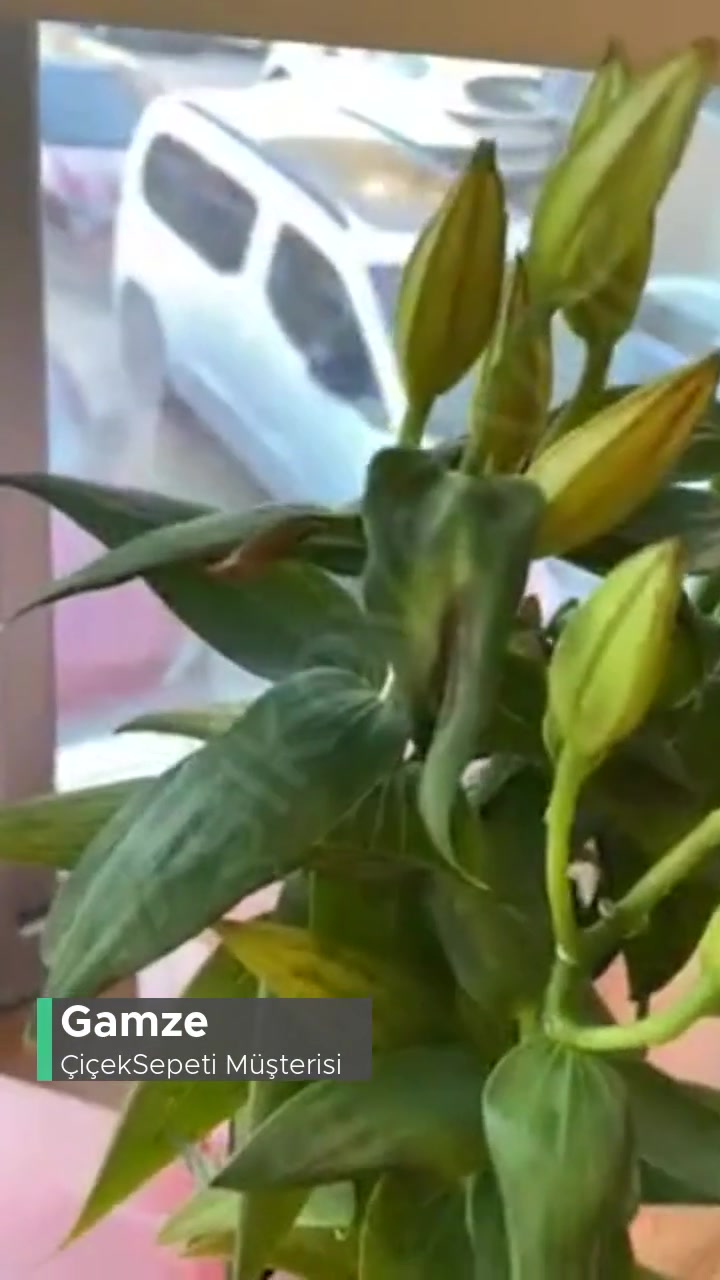 Çiçek Sepeti Ve Solmuş Çiçekleri videonun kapak resmi